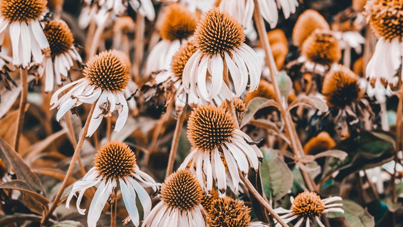 echinacea, flowers, flowerbed, plants, flowering, 4k