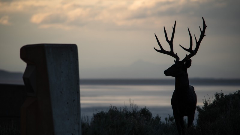 deer, silhouette, animals, beige, dark, antlers