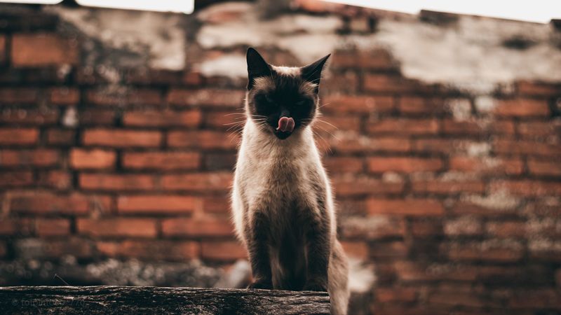 cat, siamese, protruding tongue, funny, pet, 4k