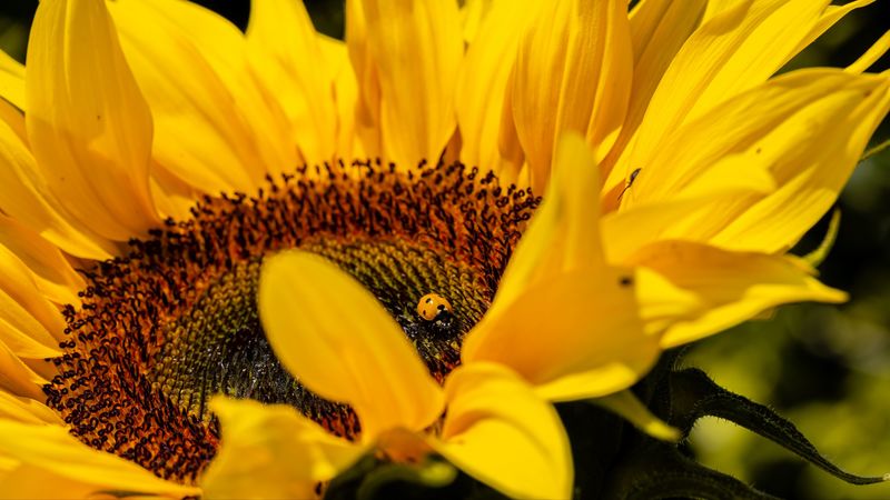 ladybug, sunflower, flower, insect, macro, 4k