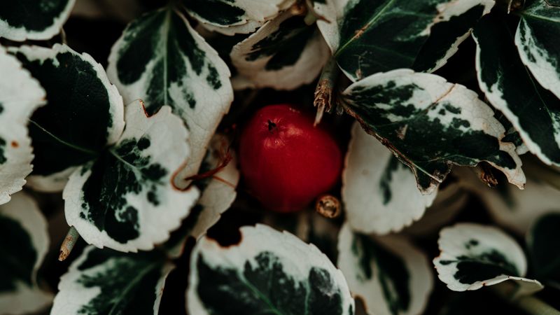 leaves, fruit, plant, macro, closeup, 4k