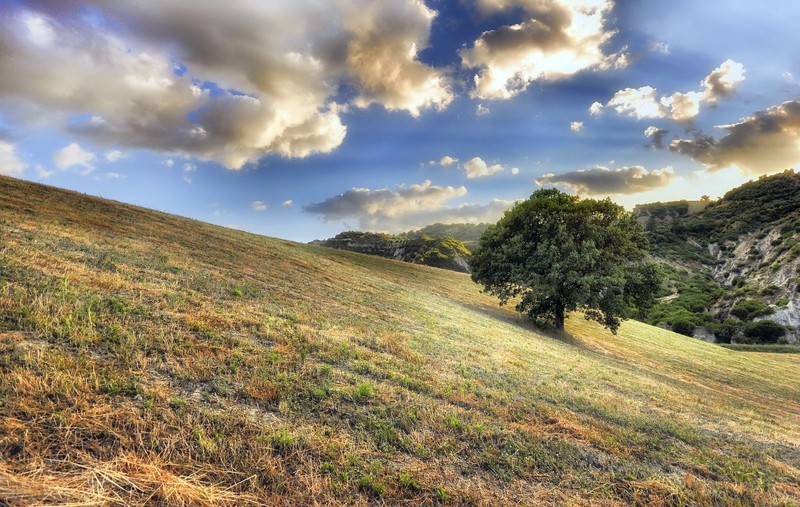 trees, landscape, sky, clouds, plains, hills