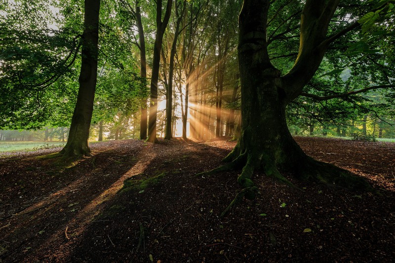 landscape, forest, trees, sun rays, nature, sunlight, foliage