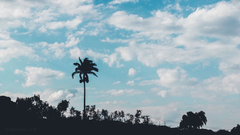 palm, trees, sky, clouds, 4k