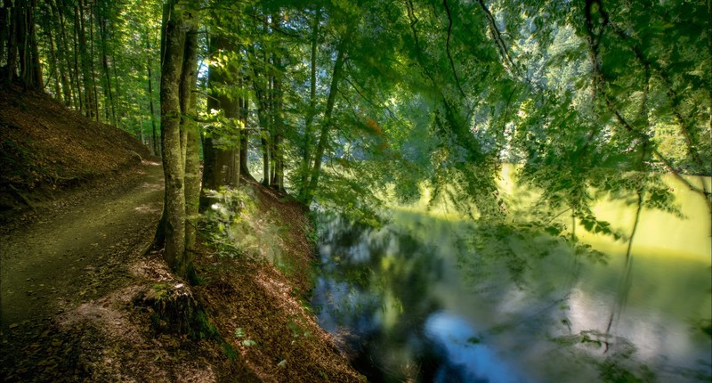 green, nature, trees, path, long exposure, river, forest