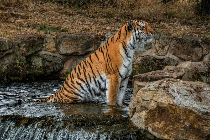 big cats, animals, tiger