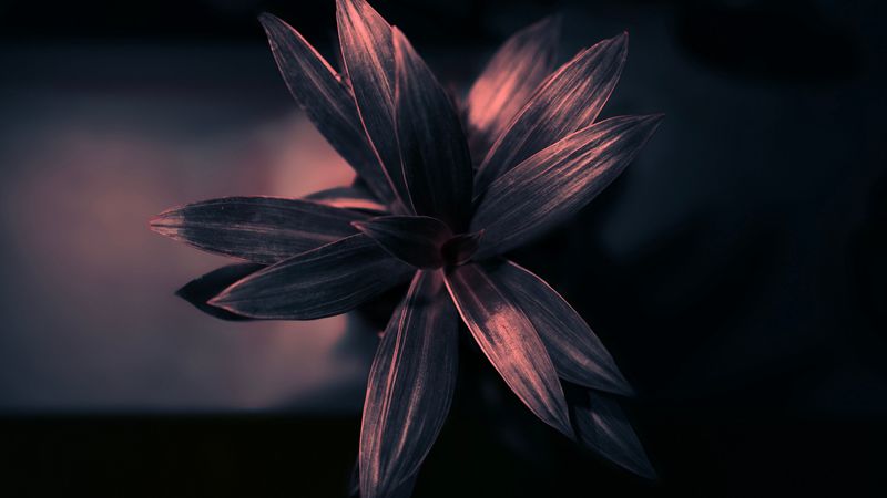 plant, leaves, surface, gleam, light, 4k