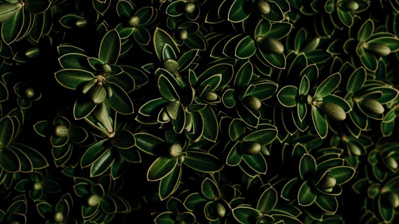 plants, leaves, green, dark, closeup, 4k