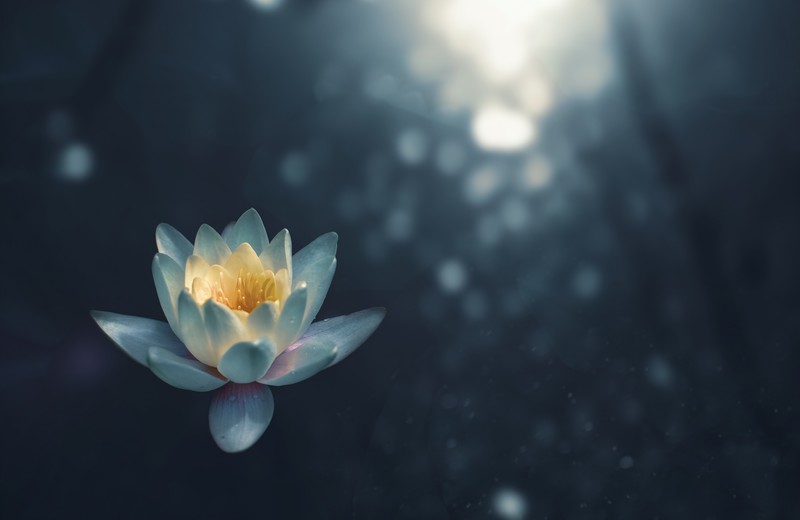 nature, flowers, water drops, water lilies, white flowers