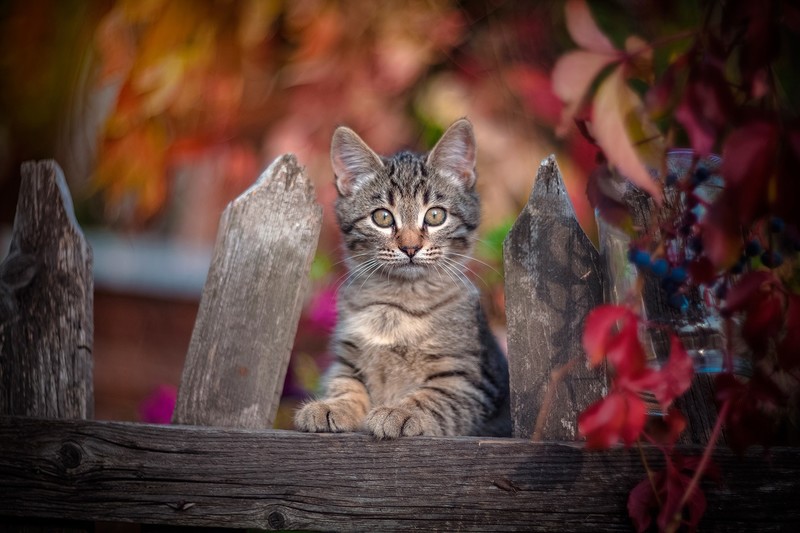 cats, animals, wood, colorful, feline