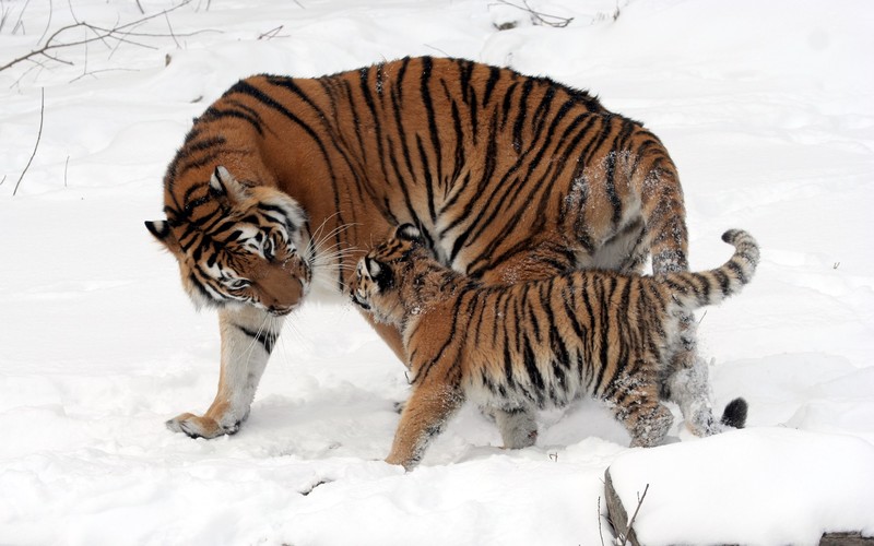 tiger, wildlife, winter, snow, nature