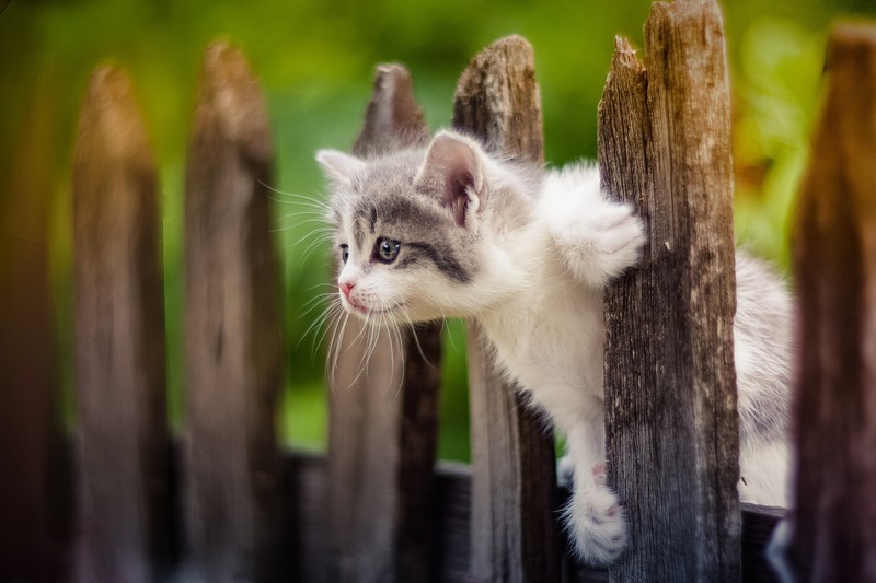 animals, cats, outdoors, fence
