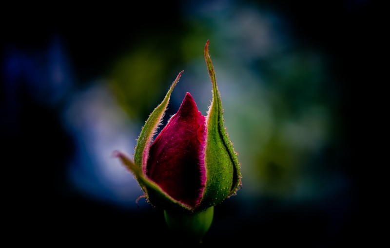 nature, flowers, macro
