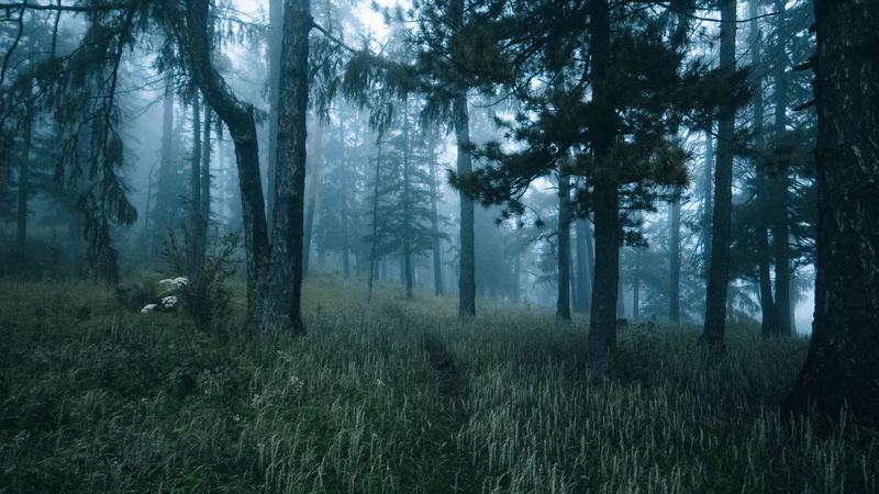 forest, trees, fog, grass, path, 4k
