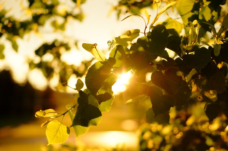 green, Sun, plants, outdoors, leaves