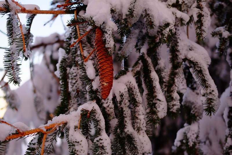 snow, pine trees, winter, branch