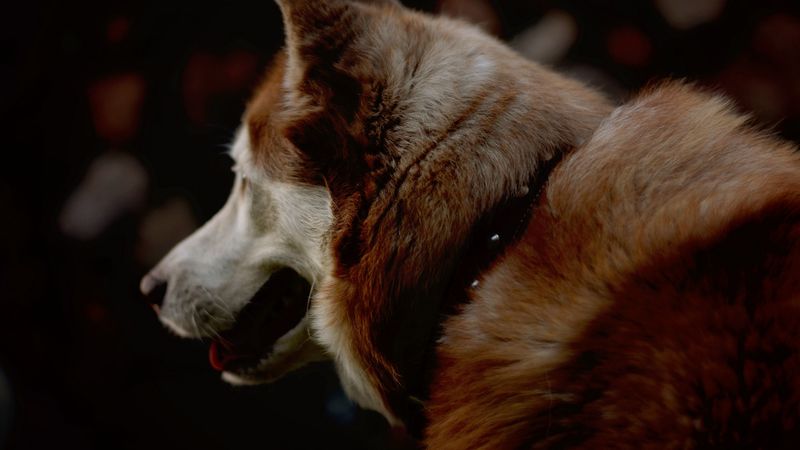 dog, pet, animal, fur, 4k
