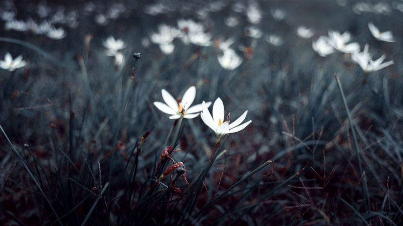 flowers, white, plants, bloom, grass, 4k