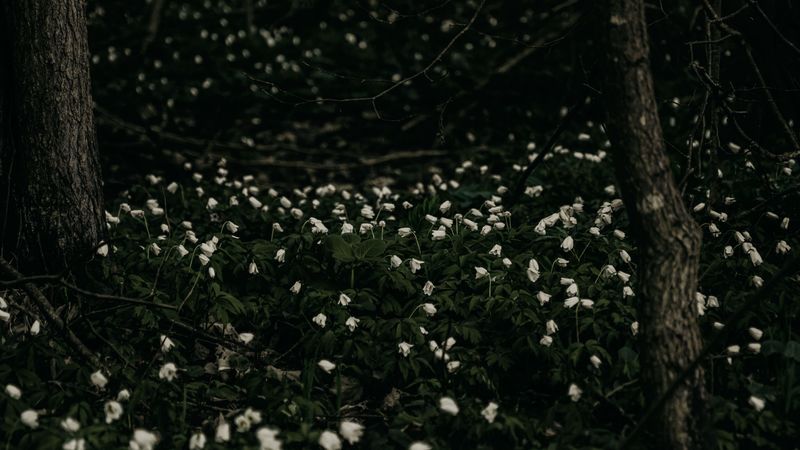 flowers, white, plant, glade, bloom, 4k