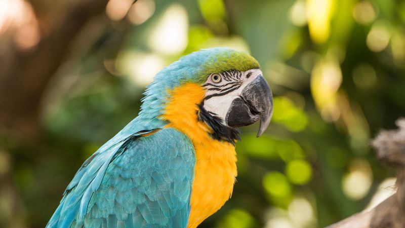 macaw, parrot, bird, colorful, tropical, 4k
