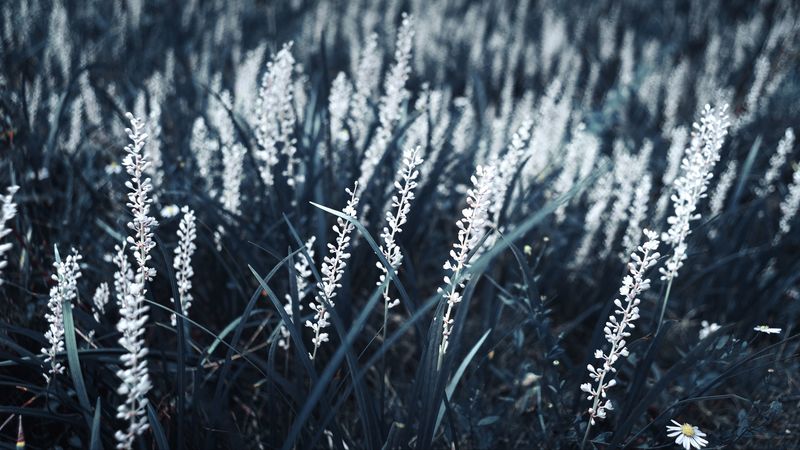 grass, bloom, white, plants, 4k
