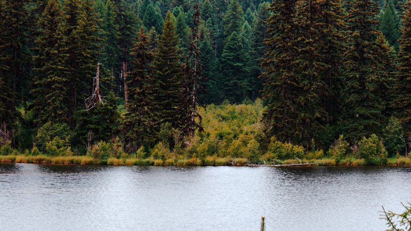 river, forest, trees, mountains, landscape, 4k