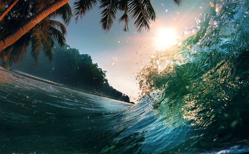 waves, palm trees, water, nature, sunlight