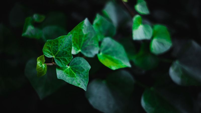 leaves, stem, plant, green, macro, 4k