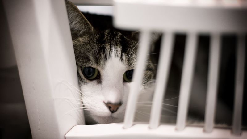 cat, face, spy, glance, pet, 4k