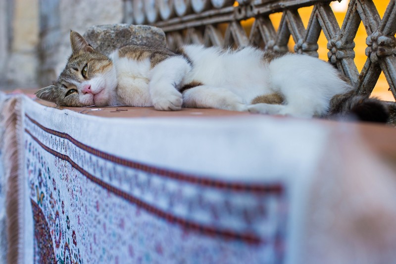 sleeping, cats, animals