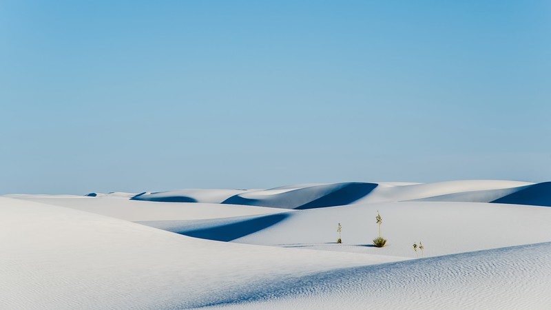 desert, sand, dunes, plants, landscape