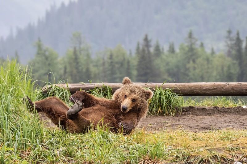 animals, bears, wildlife, grass, outdoors