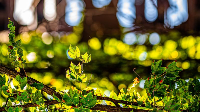 leaves, plants, branches, glare, blur, 4k
