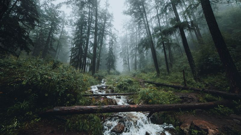 forest, stream, fog, trees, landscape, 4k