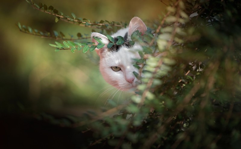 cats, animals, outdoors, plants, blurred, leaves