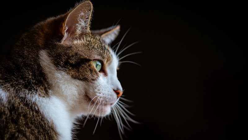 cat, glance, muzzle, animal, pet, 4k