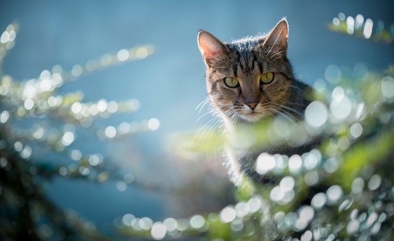 blue, plants, animals, cats