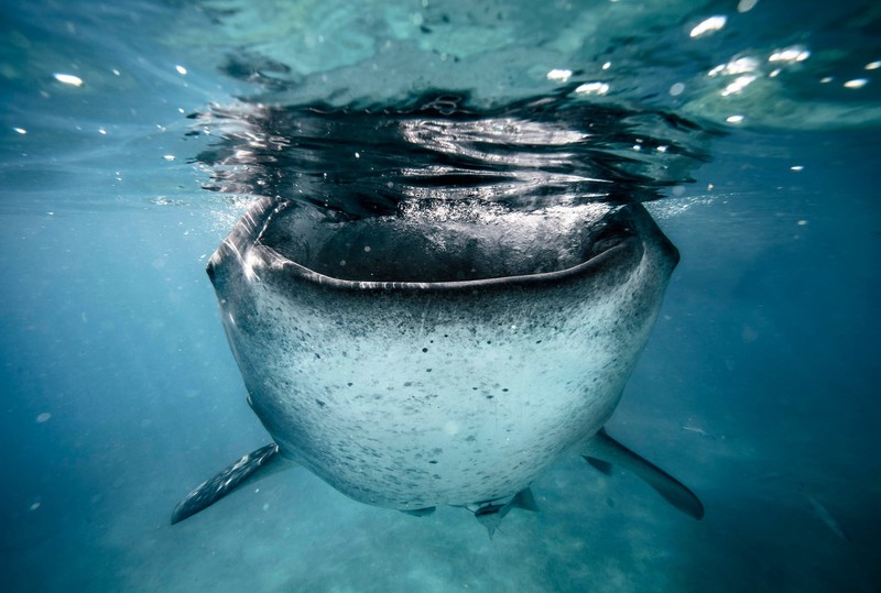nature, sea, underwater, animals, blue, turquoise