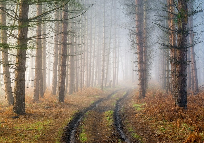 mist, dirt road, trees, nature