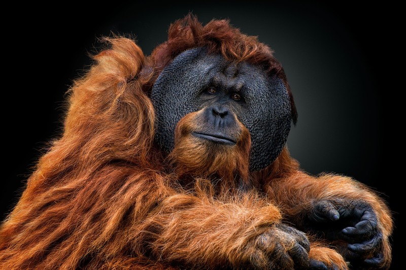animals, orangutans, apes, looking at viewer, brunette, brown, black background