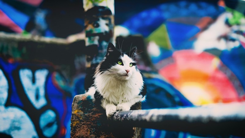 cats, animals, graffiti