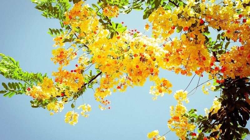 outdoors, plants, leaves, trees