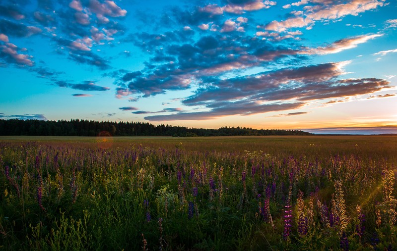 landscape, nature, field, flowers, sunrise, horizon
