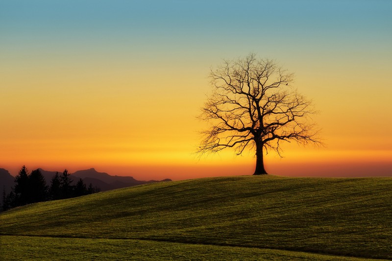landscape, nature, sunrise, trees, sky, silhouette