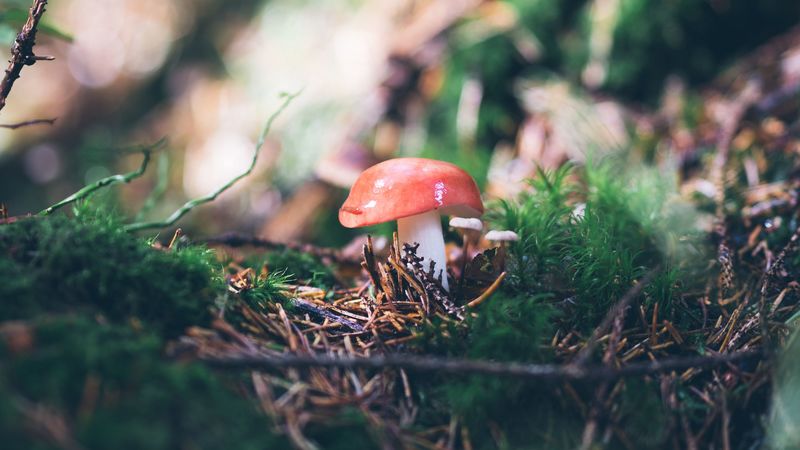mushroom, mushrooms, needles, branches, grass, 4k