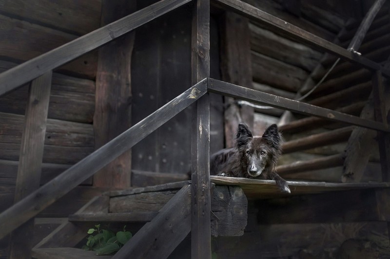 dog, animals, outdoors, wood, stairs