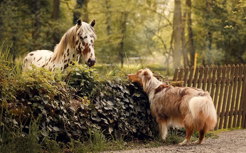 dog, horse, animals