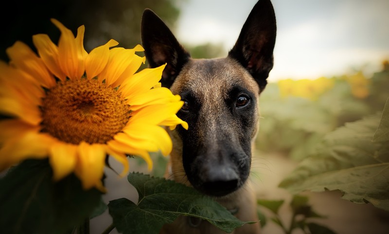 sunflowers, flowers, dog, animals