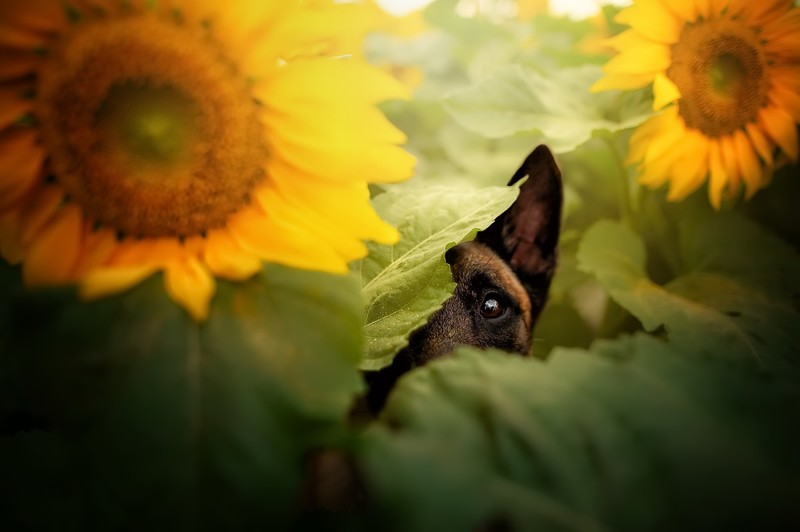 dog, animals, flowers, sunflowers