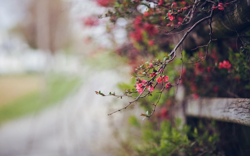 flowers, macro, wood, depth of field, leaves, pink flowers, branch